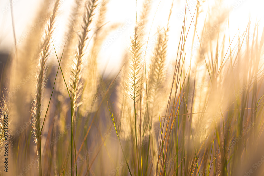 With a beautiful background of the field plants in the sunrise . With a beautiful background of the field plants in the sunrise .