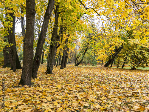 autumnal park scene. maple trees with bright yellow foliage. ground covered with dry fallen leaves