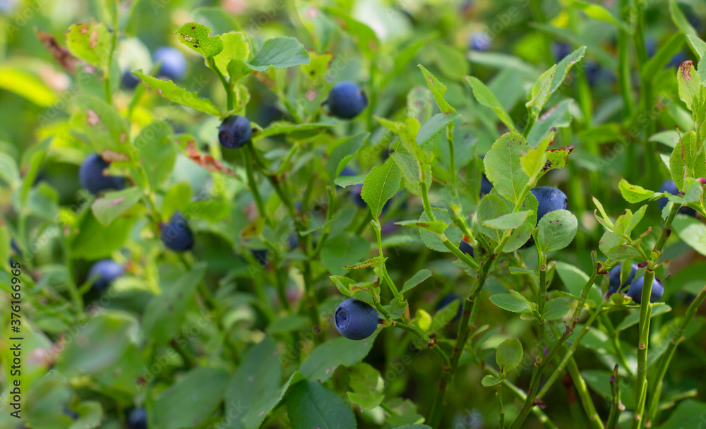 blueberries, forest blueberries ripe in the forest big harvest blueberries, forest blueberries ripe in the forest big harvest