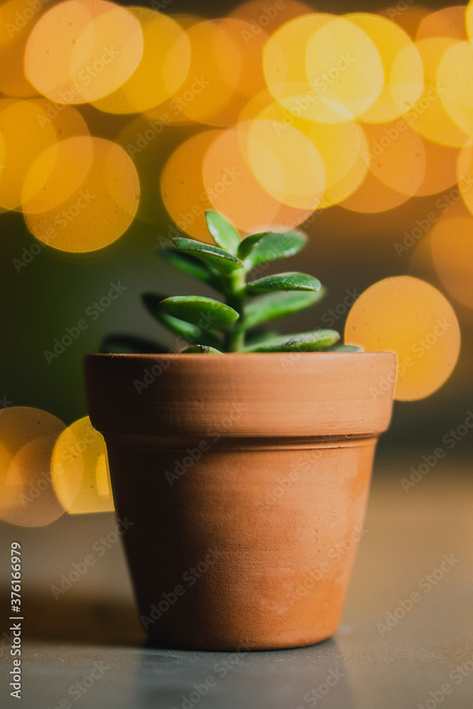 Fototapeta premium a little flowerpot
