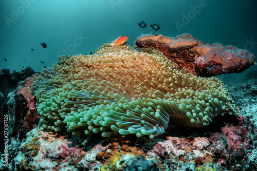 Underwater reef scene  colorful coral reef ecosystem with tropical fish and clear blue water  Indonesia diving
