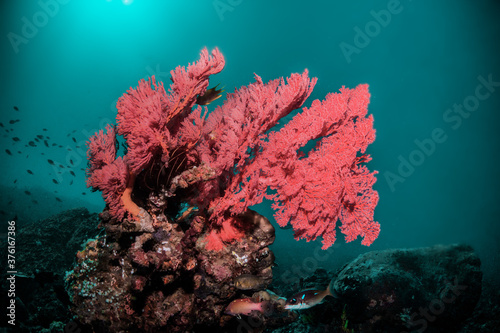 Underwater reef scene, colorful coral reef ecosystem with tropical fish and clear blue water, Indonesia diving