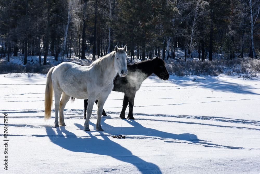 Wild brown and white horses walking on the field in winter in Russia Wild brown and white horses walking on the field in winter in Russia