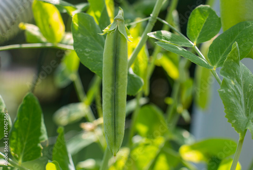 fresh green peas on a plantation in summer on a sunny day