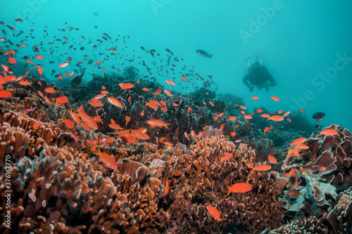 Fototapeta Naklejka Na Ścianę i Meble -  Scuba divers swimming peacefully among colorful coral reef formations in crystal clear blue water