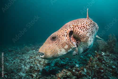 Puffer fish swimming among coral reef in clear water