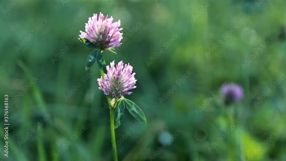 Detail of purple blossom clover in wind with grass background Detail of purple blossom clover in wind with grass background