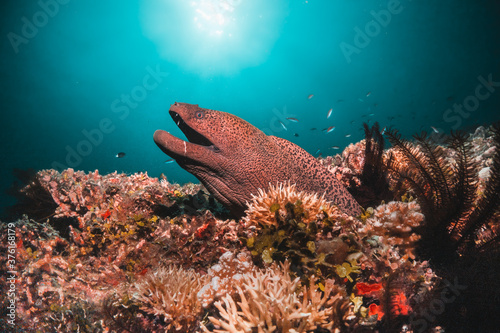 Moray eel among colorful coral in clear blue ocean