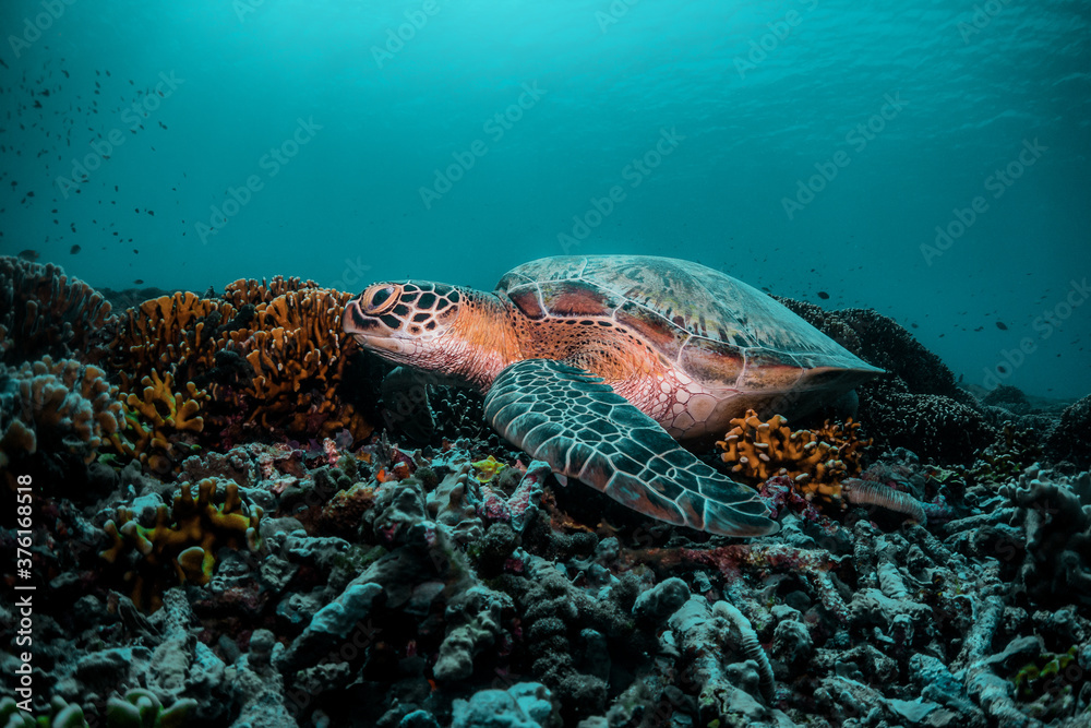 Obraz premium Sea turtle in the wild, resting underwater among colorful coral reef in clear blue water, Indonesia, Gili Trawangan