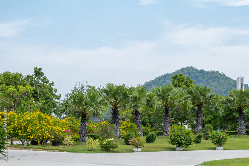 Scenic View of a Beautiful Garden with a Large Open Green Grass Lawn ,Park and lawn green trees large courtyard beautiful sunlight Scenic View of a Beautiful Garden with a Large Open Green Grass Lawn ,Park and lawn green trees large courtyard beautiful sunlight