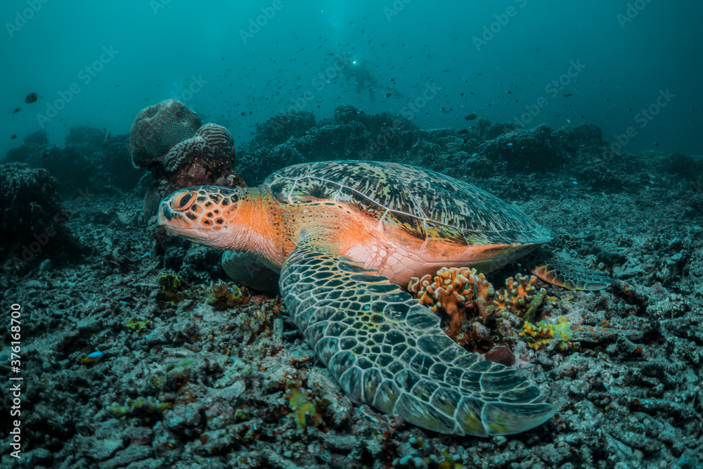 Fototapeta premium Sea turtle in the wild, resting underwater among colorful coral reef in clear blue water, Indonesia, Gili Trawangan