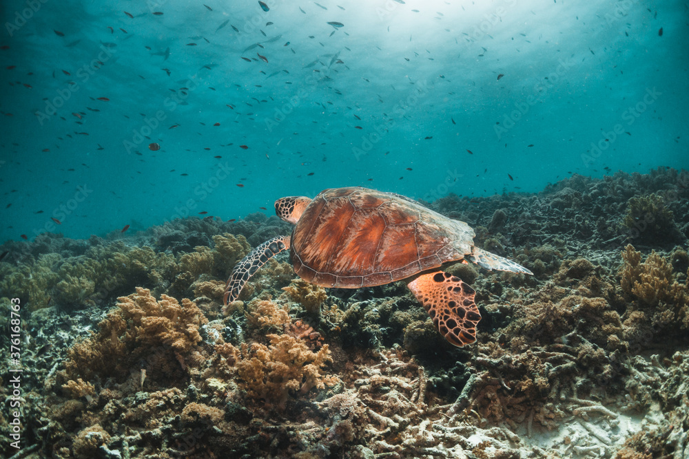 Obraz premium Sea turtle in the wild, resting underwater among colorful coral reef in clear blue water, Indonesia, Gili Trawangan