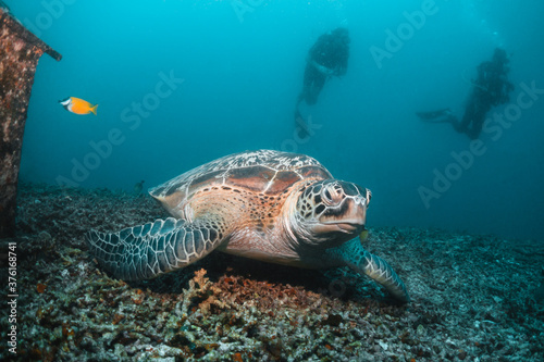 Sea turtle in the wild, resting underwater among colorful coral reef in clear blue water, Indonesia, Gili Trawangan © Aaron