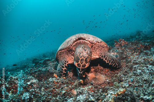 Sea turtle in the wild, resting underwater among colorful coral reef in clear blue water, Indonesia, Gili Trawangan