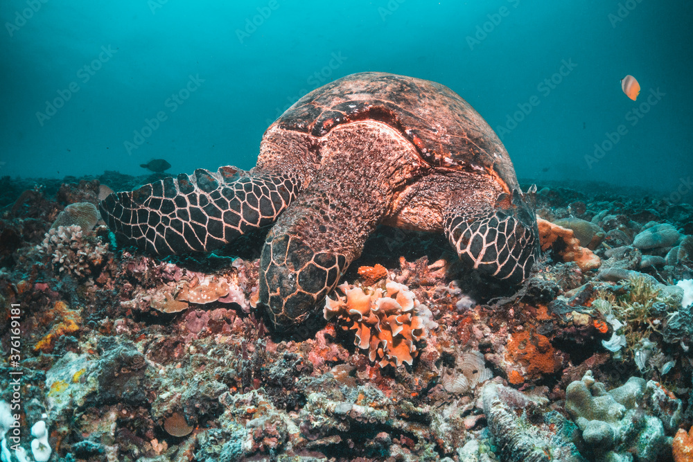 Obraz premium Sea turtle in the wild, resting underwater among colorful coral reef in clear blue water, Indonesia, Gili Trawangan