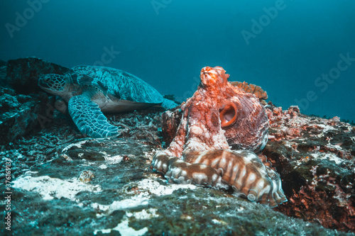 Reef Octopus resting on coral formation with a green sea turtle in the background among coral reef