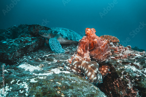 Reef Octopus resting on coral formation with a green sea turtle in the background among coral reef
