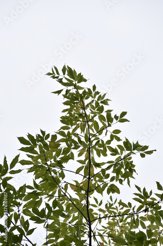 tree branches with leaves