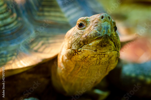Close-up of African spurred tortoise.