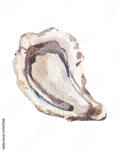 Watercolor illustration tasty oyster on white background