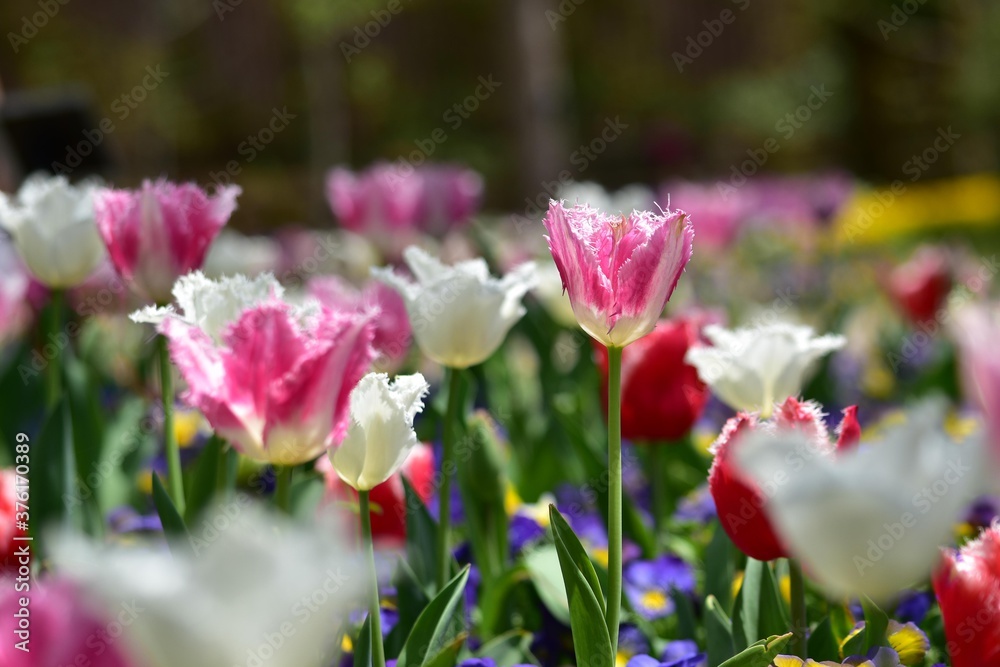 春のチューリップ畑はとてもカラフルでファッションショーのよう