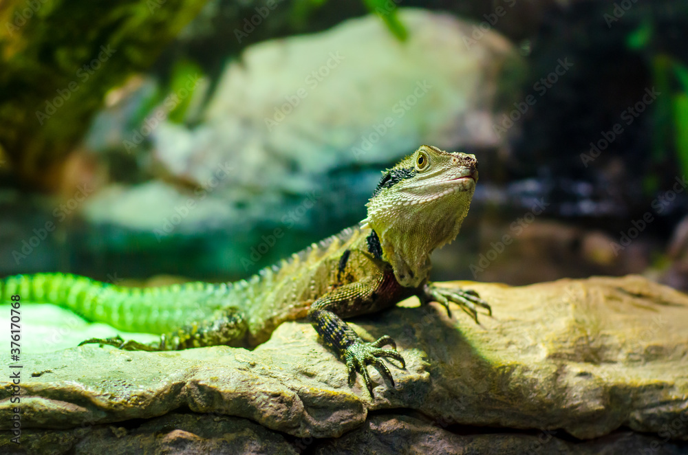 The Australian water dragon (Intellagama lesueurii) The Australian water dragon (Intellagama lesueurii)