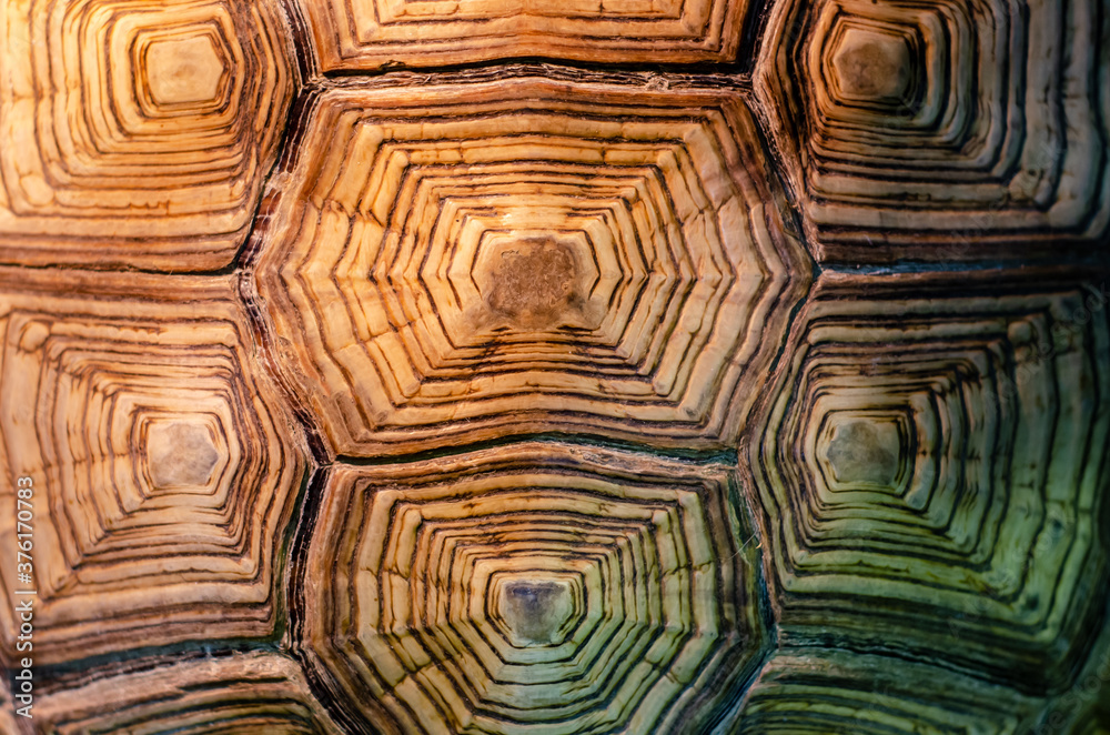 Fototapeta premium African spurred tortoise shell texture detail.