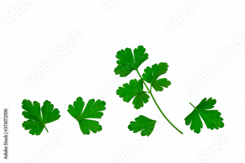 closeup of chopped Italian parsley leaves on white background with copy space above