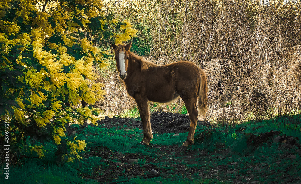 caballo en plena naturaleza caballo en plena naturaleza