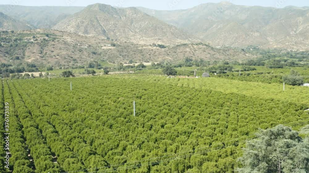 Flying over an orchard in Ojai. Flying over an orchard in Ojai.