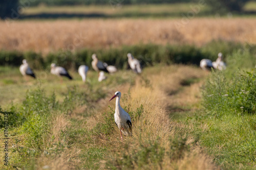 Group of White Stork in meadow © Aleksander Bolbot