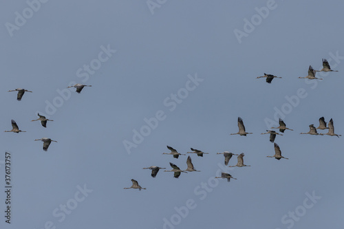 Common Crane (Grus grus) in flight