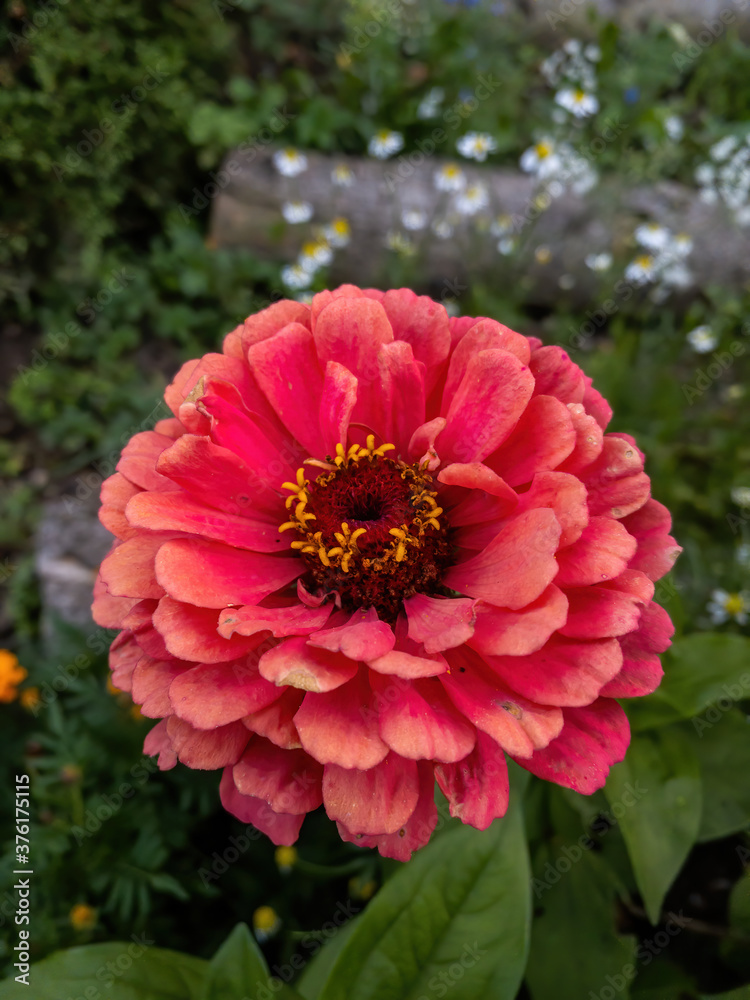 A single big fully bloomed beautiful Zinnia flower. A single big fully bloomed beautiful Zinnia flower.