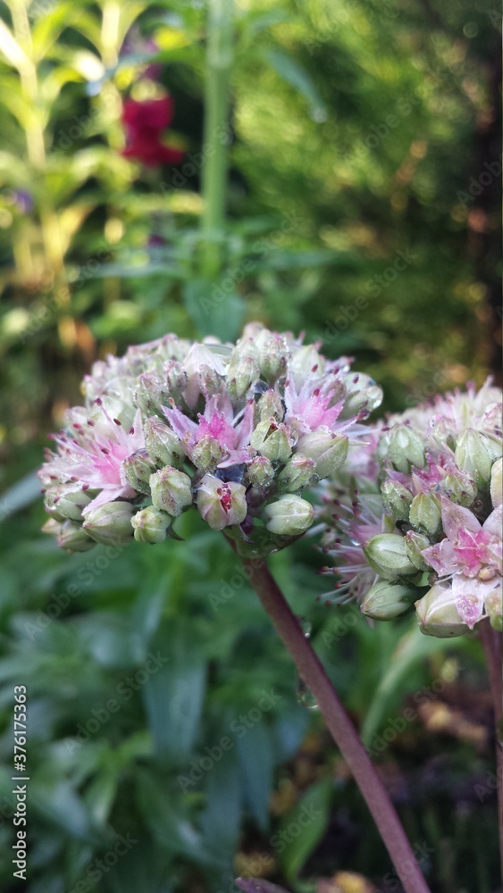 flower of a thistle flower of a thistle