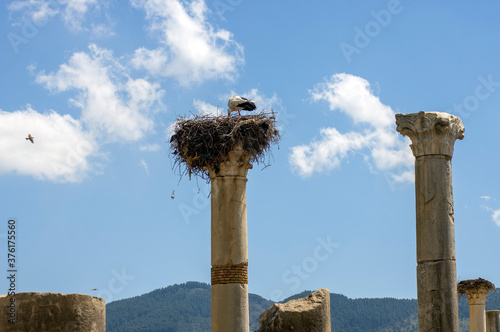 Stork atop column in Roman era ruins, Volubilis, Morocco photo