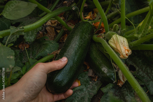 harvesting zucchini; plucks a ripe zucchini fruit from a zucchini bush