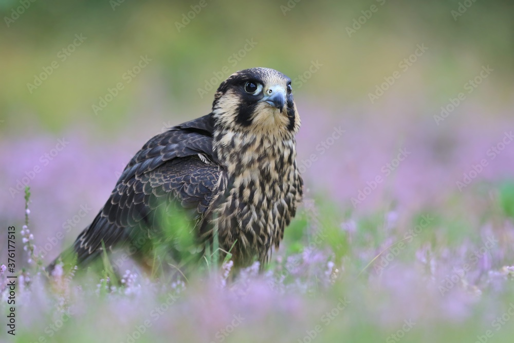 Fototapeta premium Young peregrine falcon sitting on the ground. Falco peregrinus in the nature habitat. nests in the national park czech switzerland