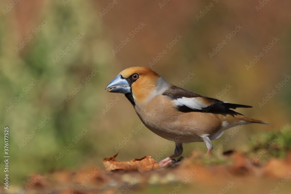 awfinch sits on the ground . (Coccothraustes coccothraustes) Wildlife scene from autumn forest.