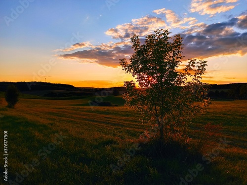 Drzewo na tle zachodzącego słońca. © Krzysztof