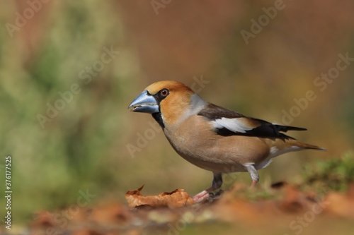 awfinch sits on the ground . (Coccothraustes coccothraustes) Wildlife scene from autumn forest.