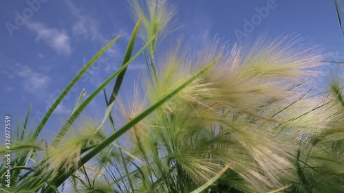 The grass in the field sways in the wind. Kovyl on the background of the blue sky close-up. photo