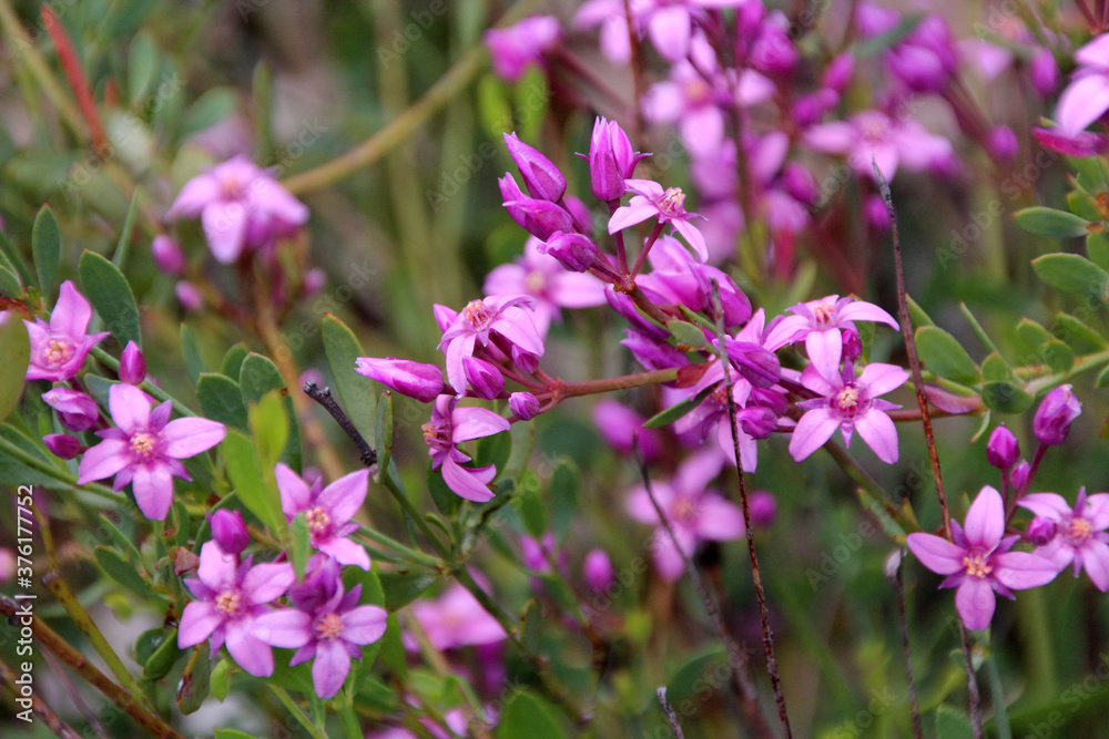 Beautiful pink flowers of  rare West Australian  wildflower Boronia ovata species blooming in early spring  in King's Park, Perth ,Western Australia where it is a protected species.