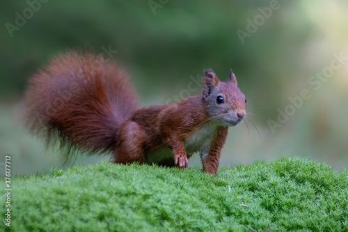 Curious Eurasian red squirrel (Sciurus vulgaris) in the forest of Noord Brabant in the Netherlands.