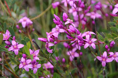 Beautiful pink flowers of  rare West Australian  wildflower Boronia ovata species blooming in early spring  in King's Park, Perth ,Western Australia where it is a protected species. photo