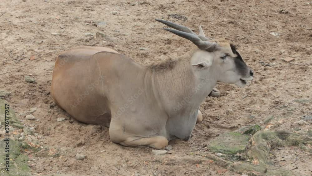 Wildlife video: Antelope at Botanical Garden Saigon 
