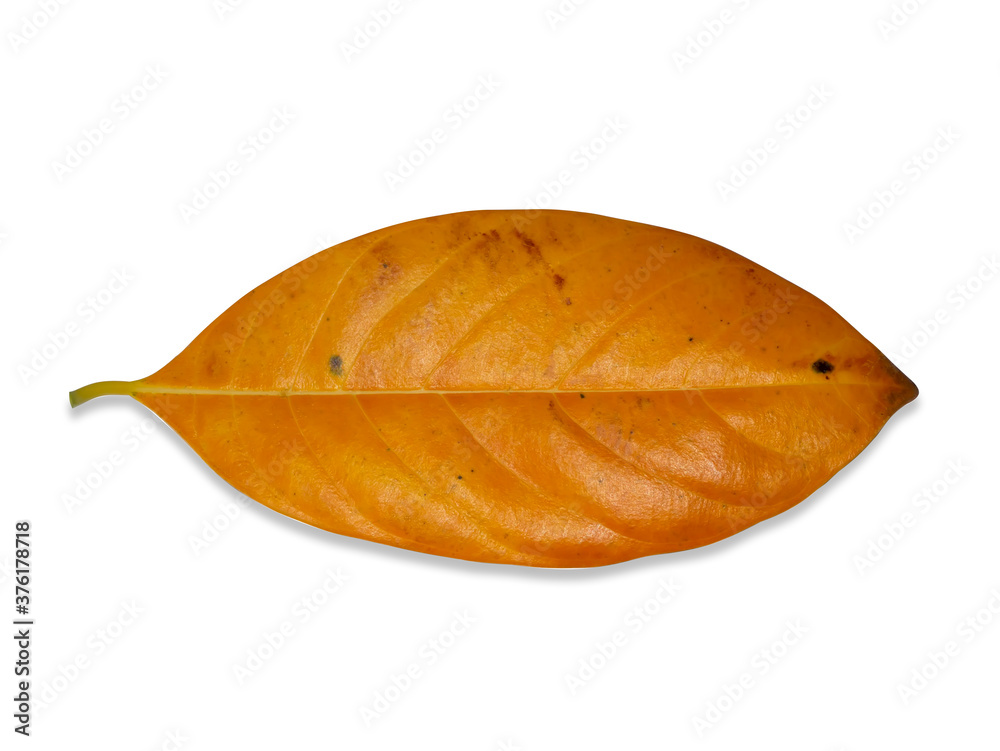 jackfruit leaf isolate on white background with clipping path. jackfruit leaf isolate on white background with clipping path.