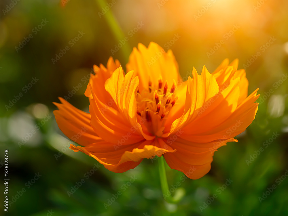 Cosmos flower in field with blur background Cosmos flower in field with blur background