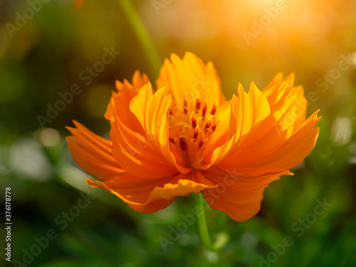 Cosmos flower in field with blur background