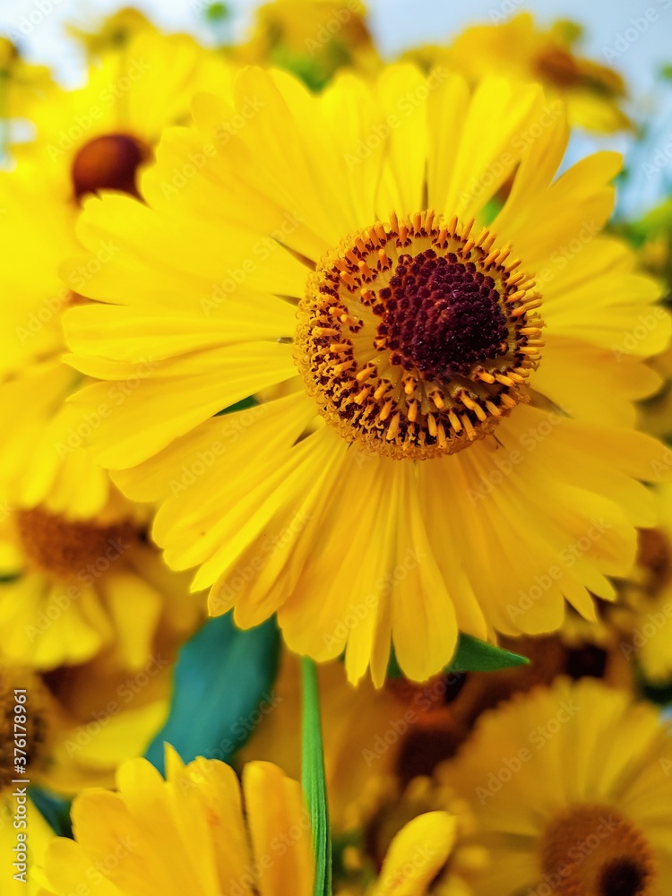 A bouquet of yellow rudbekia flowers or coneflowers close-up. A bouquet of yellow rudbekia flowers or coneflowers close-up.