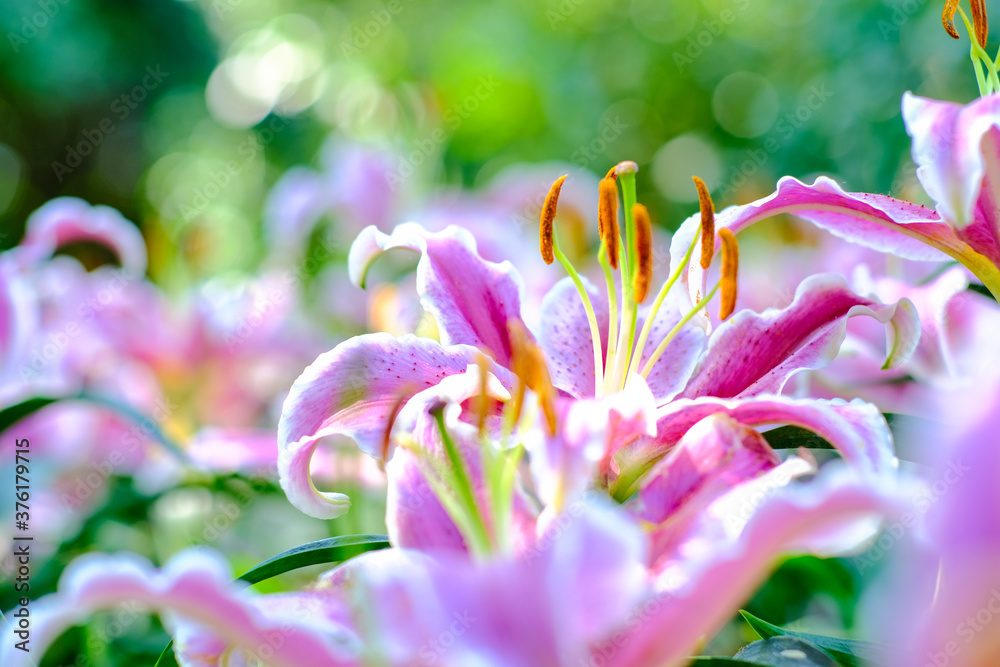 Pink lily flower garden morning light